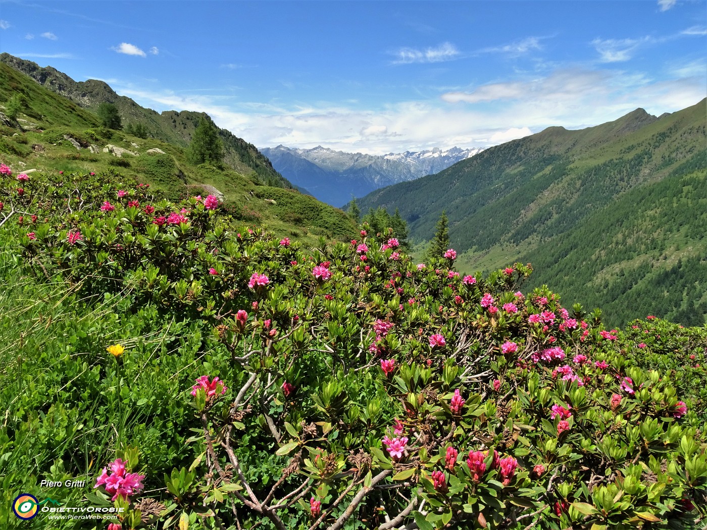 49 Rododendri rossi (Rhododendron ferrugineum) con vista in Valle Lunga.JPG